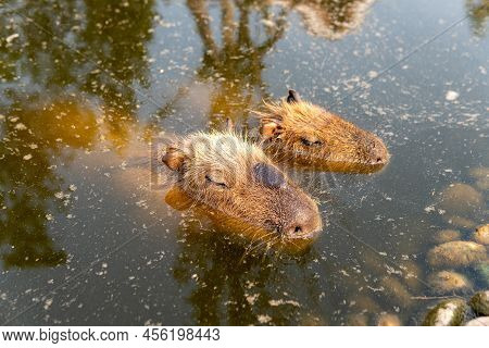 Capybara (hydrochoerus Hydrochaeris) Is Large Rodent Of Genus Capybara Is Largest Rodent In World.