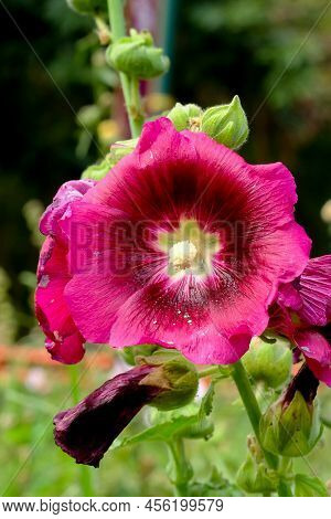 Macro Photo Beautiful Pink Alcea Flower  In Thailand