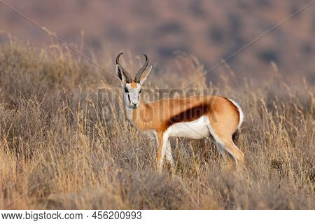 A Springbok Antelope (antidorcas Marsupialis) In Grassland, Mokala National Park, South Africa