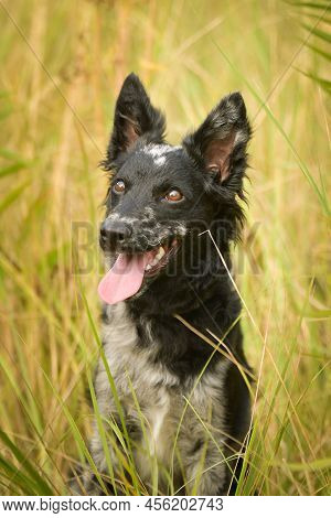 Puppy Of Mudi Is Sitting In The Grass. She Is So Adorable And Fluffy.