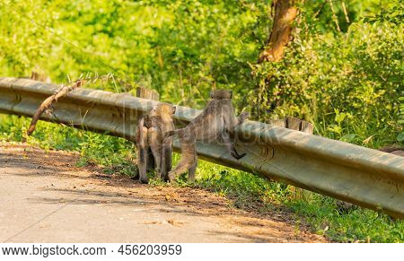 Baboon In The Nature Reserve Hluhluwe National Park South Africa