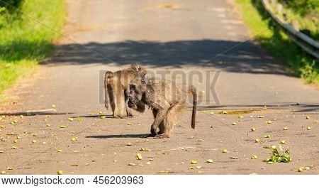Baboon In The Nature Reserve Hluhluwe National Park South Africa