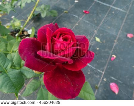Close-up Of Rose 'grafin Von Hardenberg' With Beautiful Blooms That Open Up In Very Full And Elegant