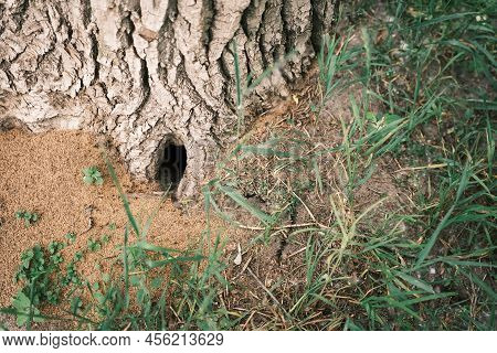 The Ants-house Or Nest That Attached To The Old Tree. In This Nest, The Ants Will Stock Their Food A