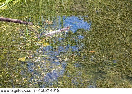 Pond On A Marshy Ground With Clean And Transparent Water With Aquatic Vegetation In The Background, 