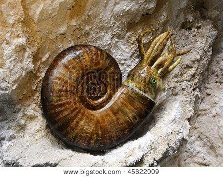 Förhistoriska Ammonit