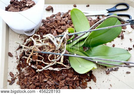 Green Leaves And Roots Of Phalaenopsis Orchid. Cutting Roots, Transplanting A Flower. Home Floricult