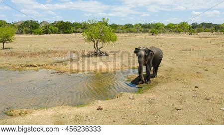 Aerial View Of Elephant On The Shore Of The Lake In A Natural Habitat. Kumana National Park. Sri Lan