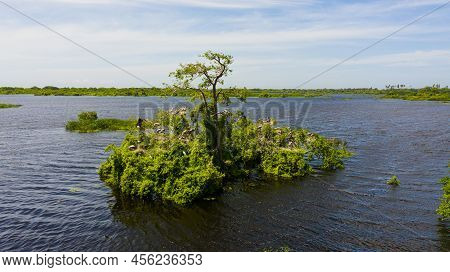 Wild Birds And Nests On Trees Growing In The Lake. Kumana National Park. Sri Lanka.