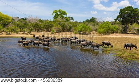 Aerial View Of Herd Of Water Buffaloes In The Reserve. Kumana National Park. Sri Lanka.