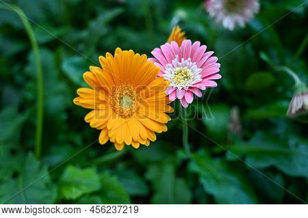 Yellow Daisy Flower, Tetraneuris Acaulis Is A North American Species Of Flowering Plants In The Sunf