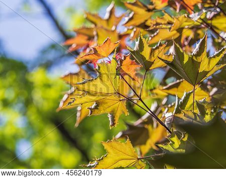 Tree Branch With Dark Red Leaves, Acer Platanoides, The Norway Maple Crimson King. Red Maple Acutifo
