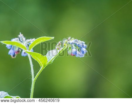 Beautiful Blue Flowers Of Symphytum Caucasicum, Also Known As The Beinwell, Blue Comfrey, Or Caucasi