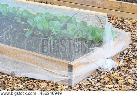 Cultivating Box Covered In Cabbage Net In Garden