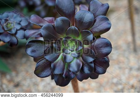 Black Rose Succulent Flower Also Known As Aeonium Arboreum \'zwartkop\'