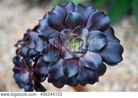 Black Rose Succulent Flower Also Known As Aeonium Arboreum \'zwartkop\'