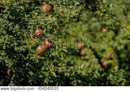 Pomegranates Growing On Tree,natural Food Concept,pomegranates Fruits. Trees On The Plantation,harve