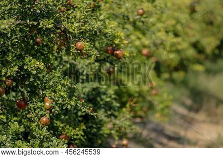 Pomegranates Growing On Tree,natural Food Concept,pomegranates Fruits. Trees On The Plantation,harve