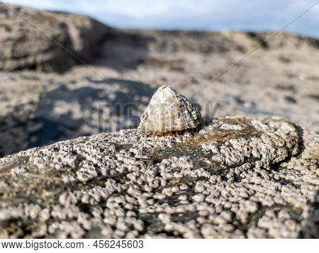 The Common Limpet, Patella Vulgata, Sea Mollusc, Is An Aquatic Snail With Uncommonly Strong Teeth.