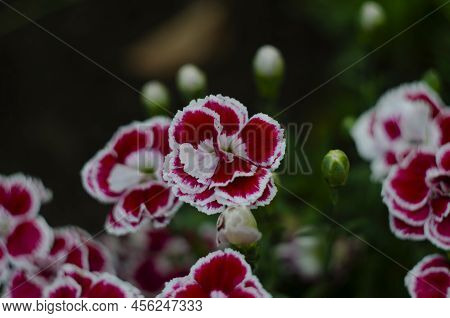 Dianthus Caryophyllus Carnation Clove Pink Light Violet Flowers In Bloom