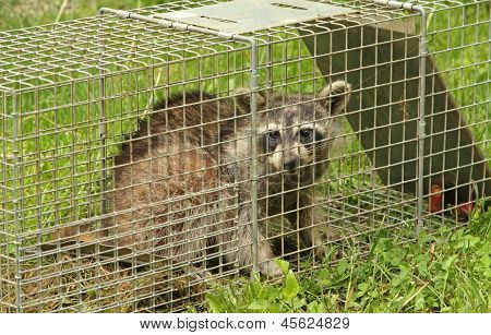 Loukkuun Raccoon