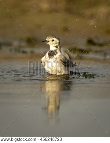 White Wagtail Or Motacilla Alba Closeup Or Portrait Bathing Or Splashing In Puddle Water At Keoladeo