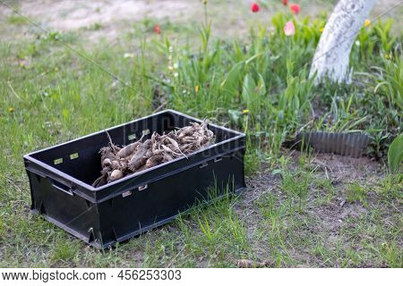 Large Dahlia Tubers With Dried Stems Are Stacked In Plastic Boxes Standing On Green Grass. Preparing
