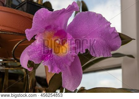 Large Purple Orchid. Lilac Cattleya Flower. Bud Plant. Cattleya Orchid Blc Triumphal Coronation Seto