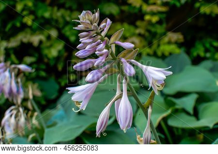 Funkia Hosta Tratt Flower