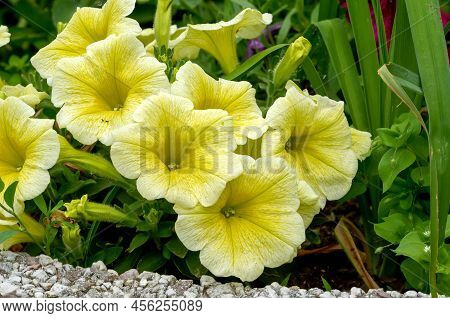 Petunia Juss, Multiflorous