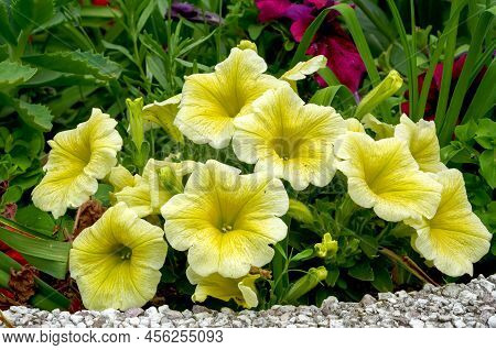 Petunia Juss, Multiflorous