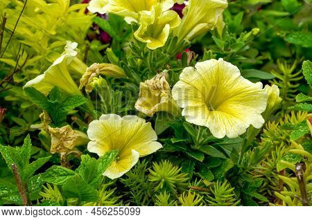 Petunia Juss, Multiflorous