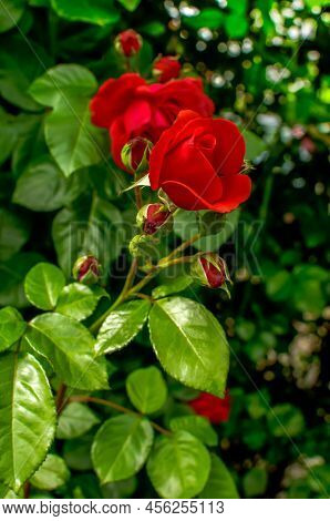 Rose Red Flower