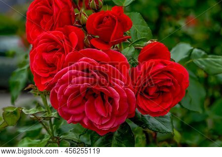 Rose Red Flower