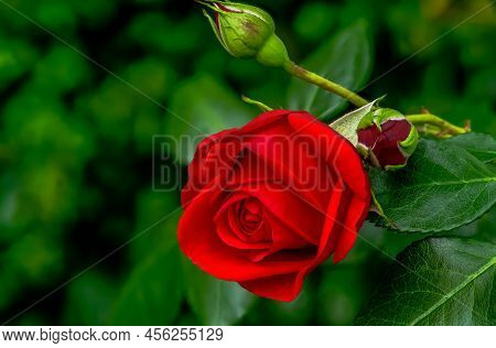 Rose Red Flower