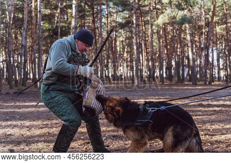 German Shepherd Holds Bite Sleeve In Its Mouth. An Adult Male Swings To Strike The Dog With A Stick.