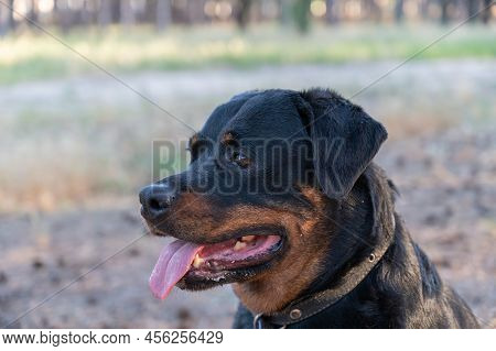 Portrait Of A Female Dog Breed Rottweiler. Black Adult Dog Sitting With Tongue Out. Close-up. Select