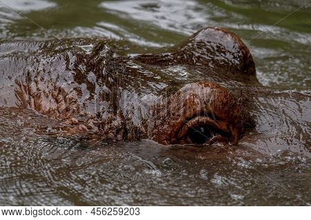 Hippopotamus In Water. Portrait Of Hippopotamus Amphibious. Hippo. Common Hippopotamus. River Hippop