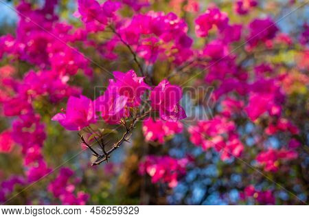 Flowers On The Bush At Summer Teracce In The Garden