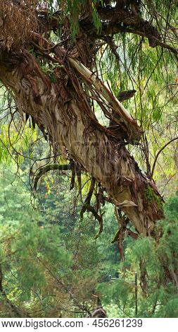 Eucalyptus Leaves. Branch Of Eucalyptus Tree. Selectie Focus