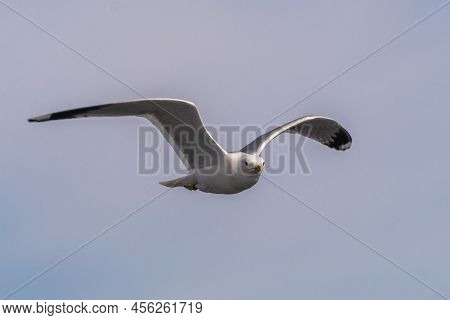 Russia. Leningrad Region. May 29, 2022. Lake Seagull, Filmed In Flight.