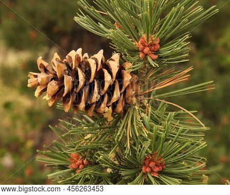 Limber Pine (Pinus flexilis) cone in Wind River Range, Wyoming