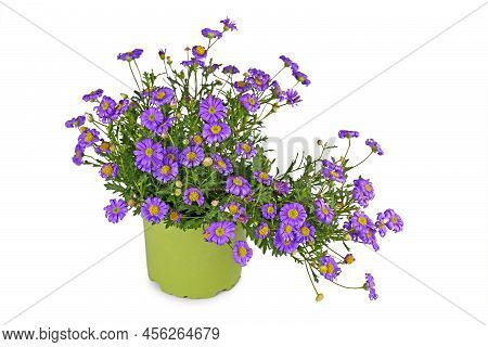 Blooming Purple Rocky Daisy Flowers In Pot On White Background