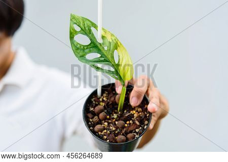 Closeup Focusto Monstera Adansonii Aurea Variegated Giant