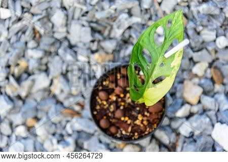Closeup Focusto Monstera Adansonii Aurea Variegated Giant