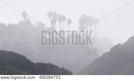 Palm Trees Silhouettes On Cliff, Bluff, Rock Or Crag, Foggy Weather In Torrey Pines, California Coas