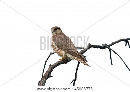 Merlin Falcon
