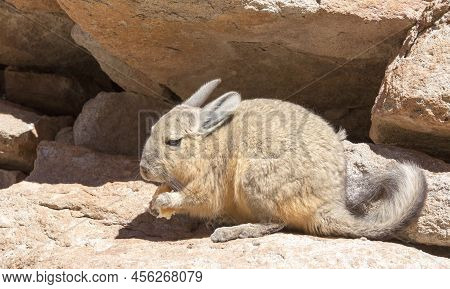 View Of Wild Rabbit, Called Vizcacha