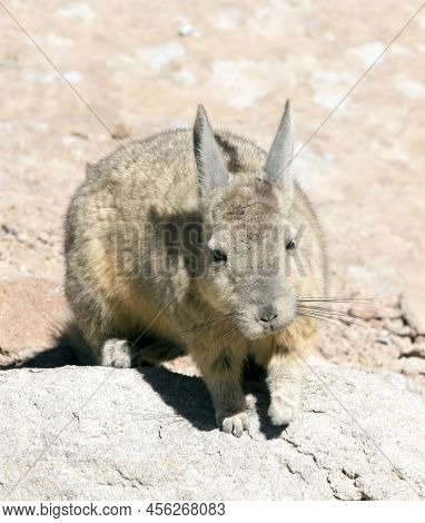 View Of Wild Rabbit, Called Vizcacha
