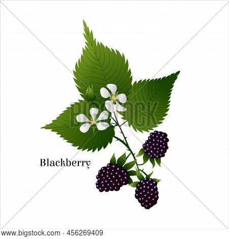 Vector Isolated Image With Branch Of Blackberry